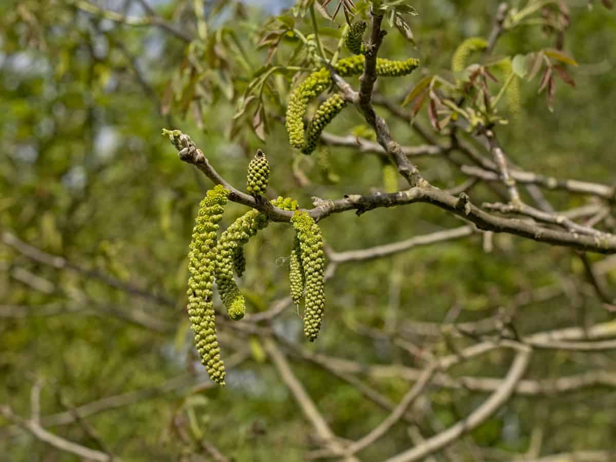 Close up of walnut catkins on the tree.