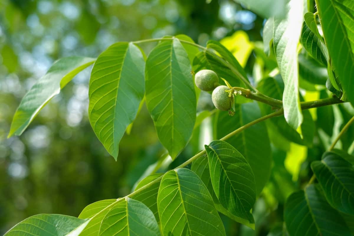 Close up of walnut fruit and leaves.
