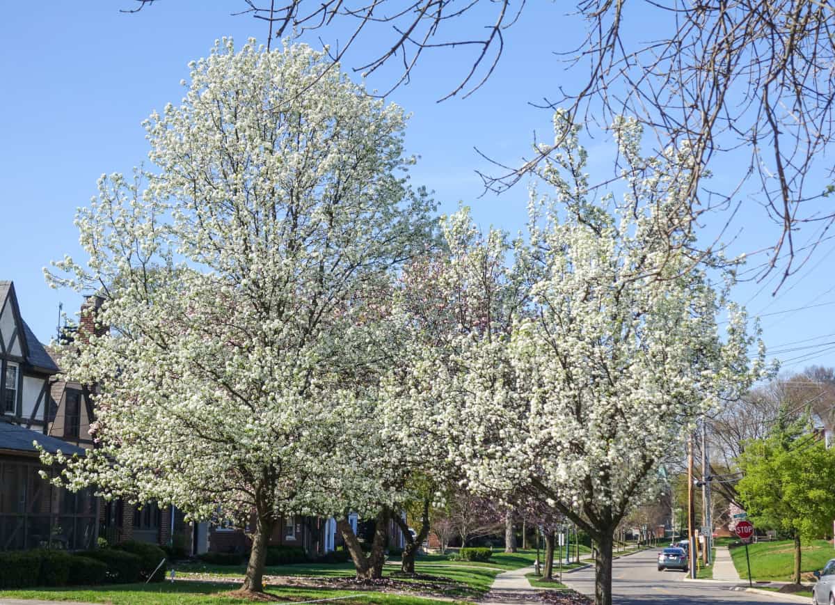 Five plum trees in blossom, in front of a row of houses