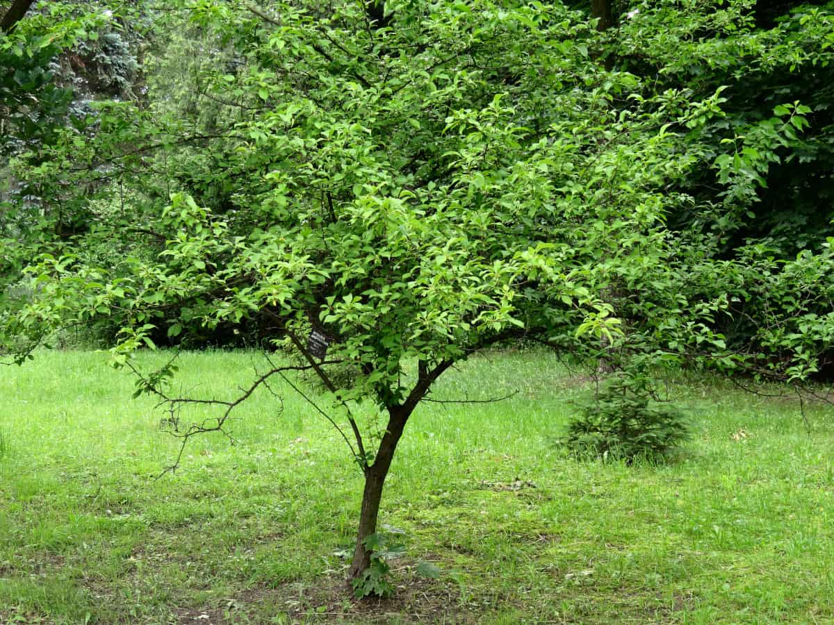 A plum tree in a field.