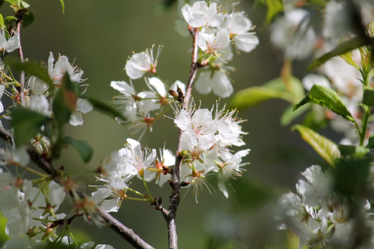 Close up of plum tree blossom.
