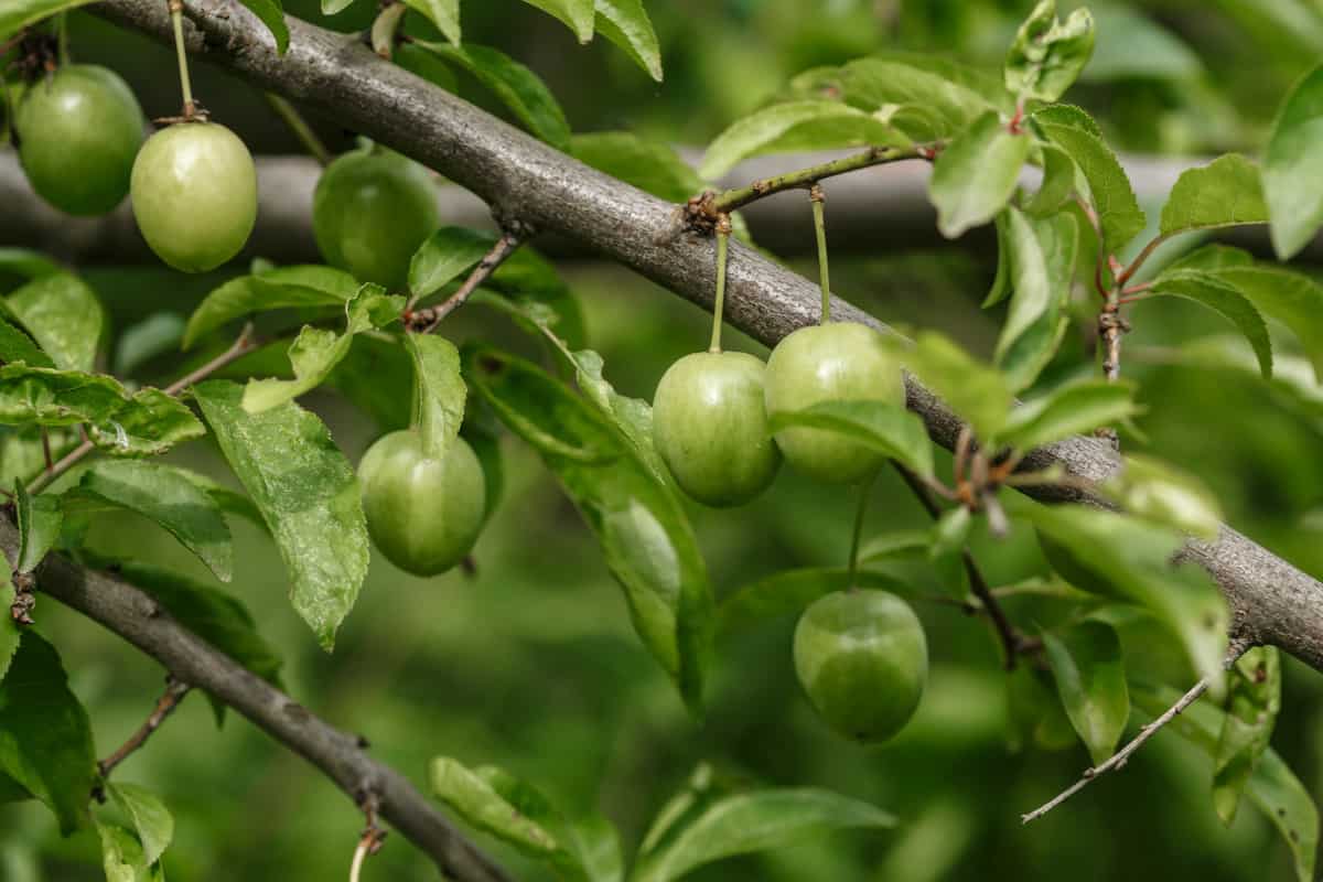 Close up of unripe plums still on the tree.