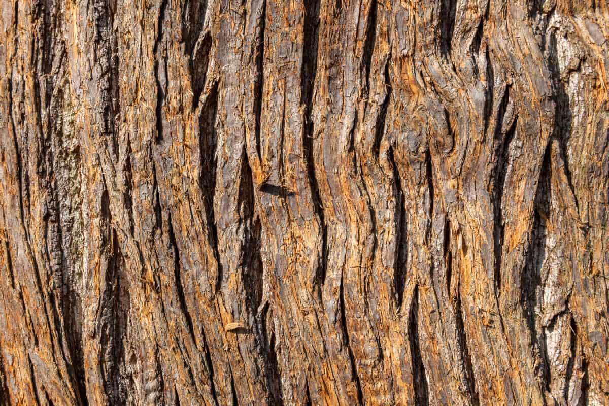 Close up of sweet chestnut tree bark