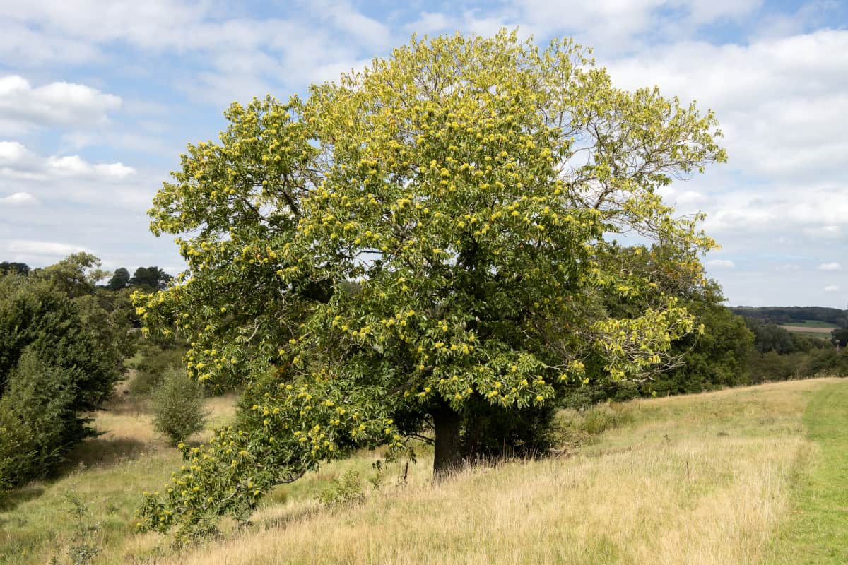 A sweet chestnut tree.