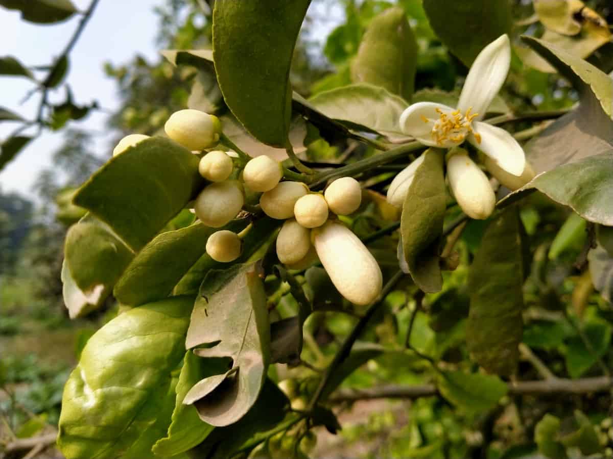 Close up of orange tree leaves and flowers.