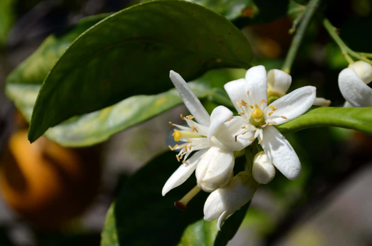 Close up of orange tree blossom.