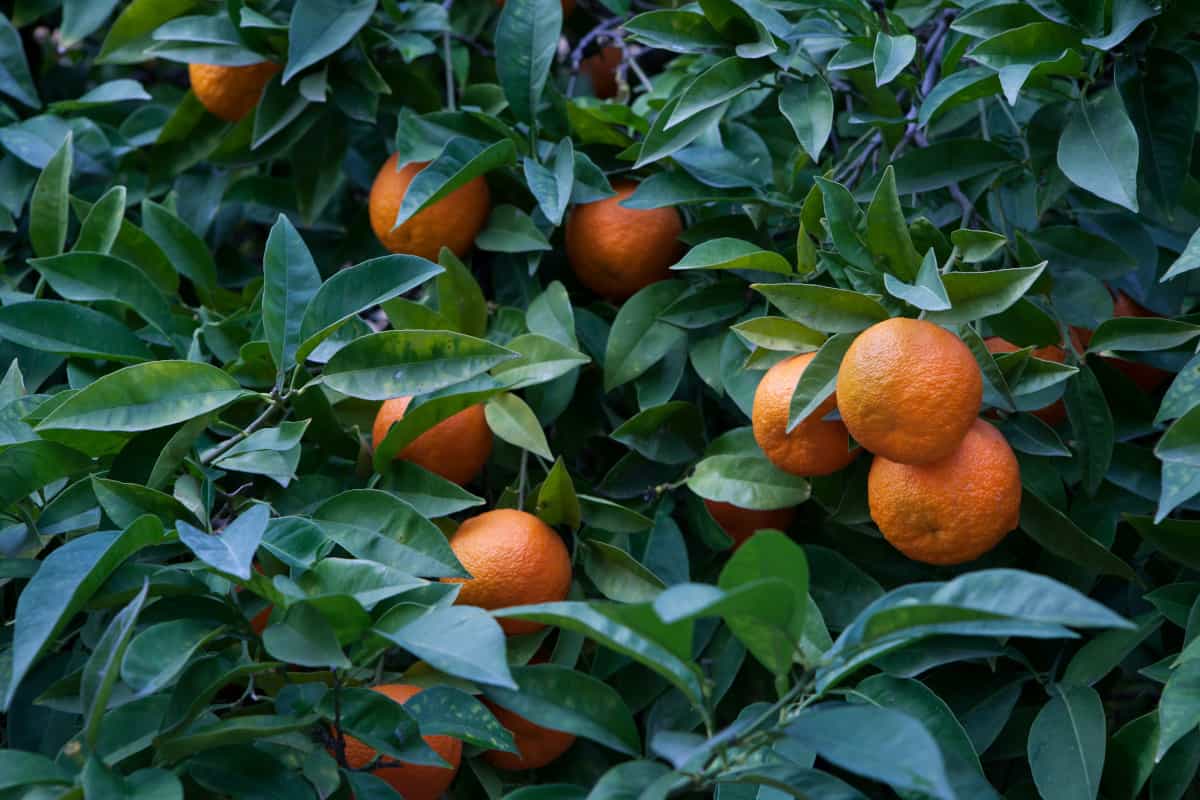 A close up of orange tree leaves and fruit.