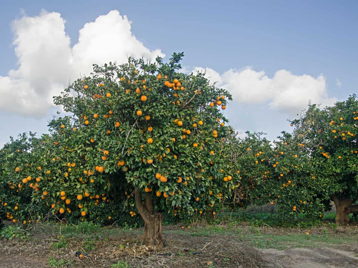 an orange tree orchard.