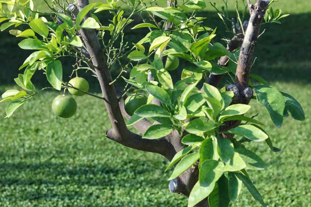 A young orange tree, with green unripe fruit