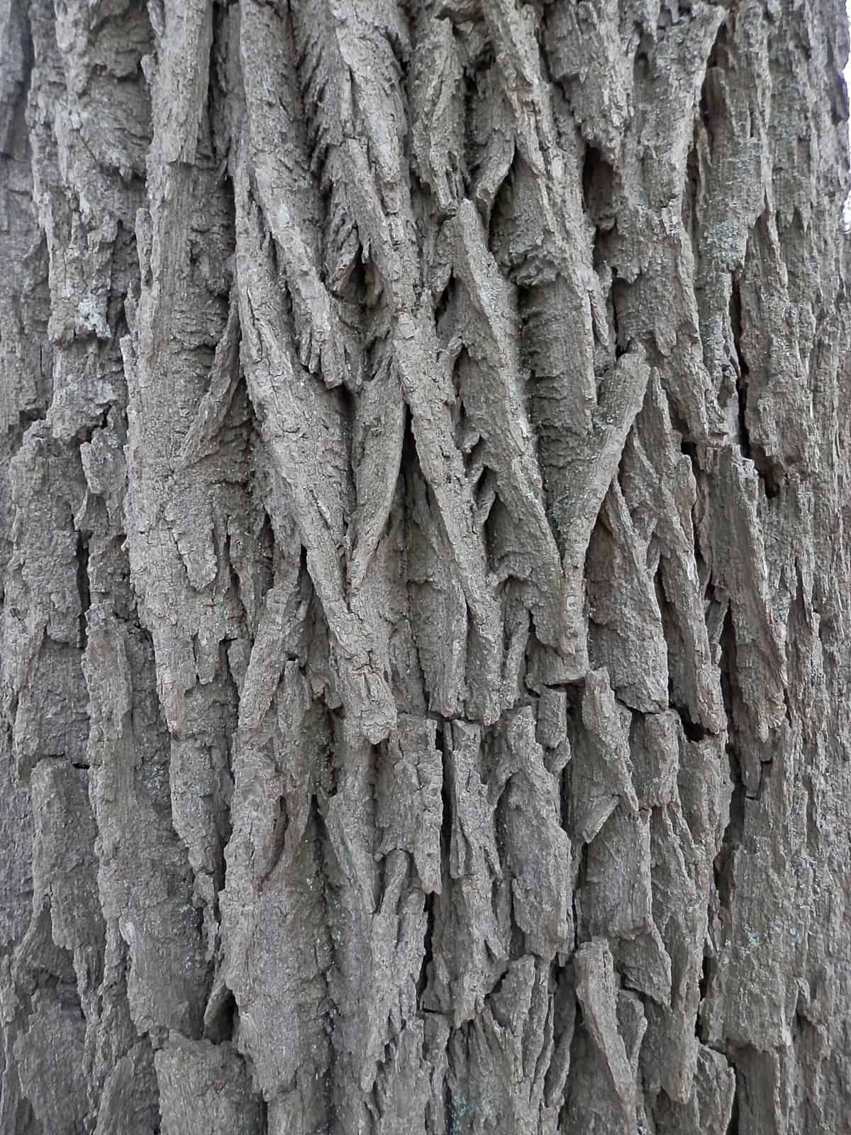 A close up of White Ash bark.