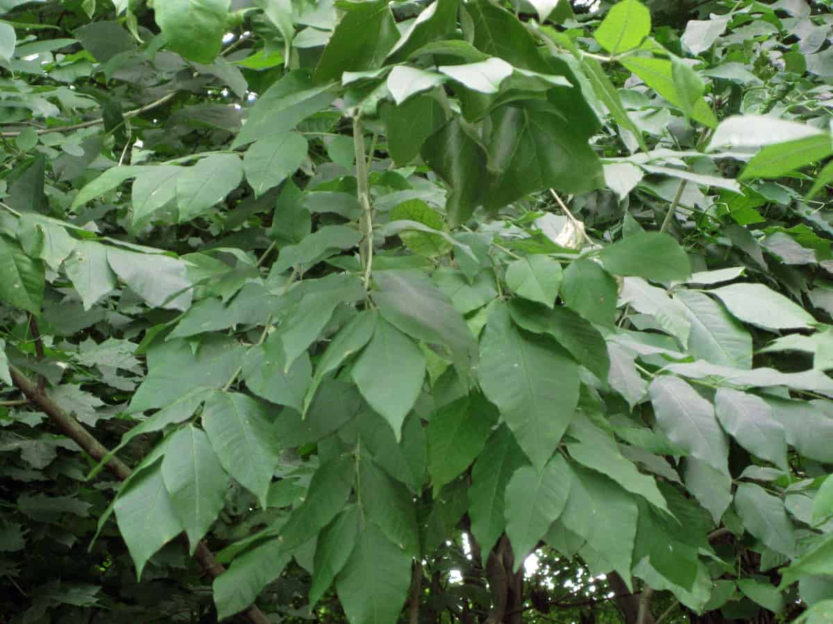 A close up of White Ash young leaves