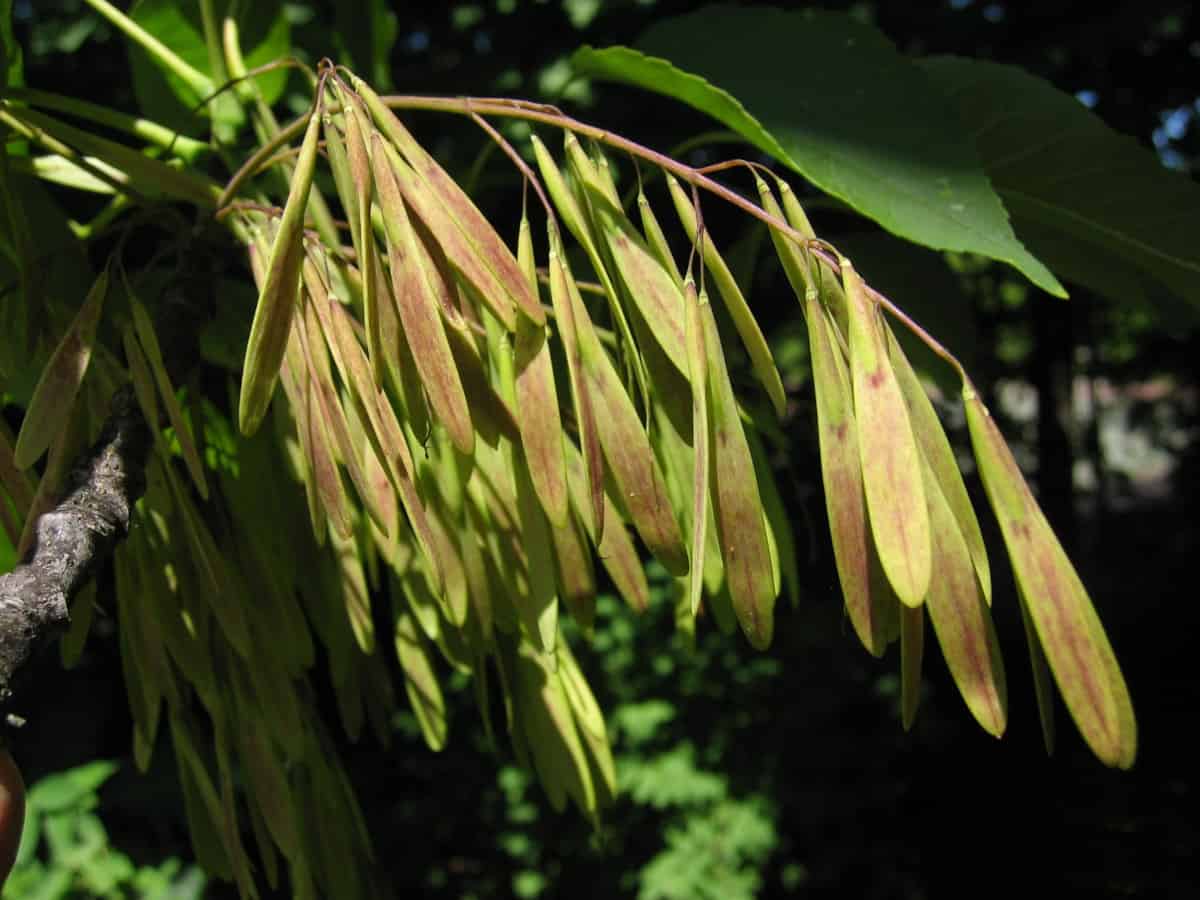 Close up of white ash seeds.