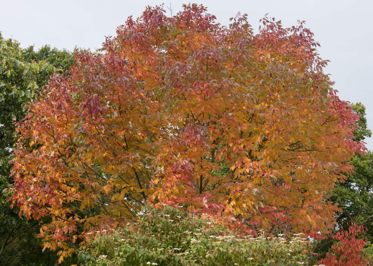 A white ash tree in autumn, with gold and red leaves