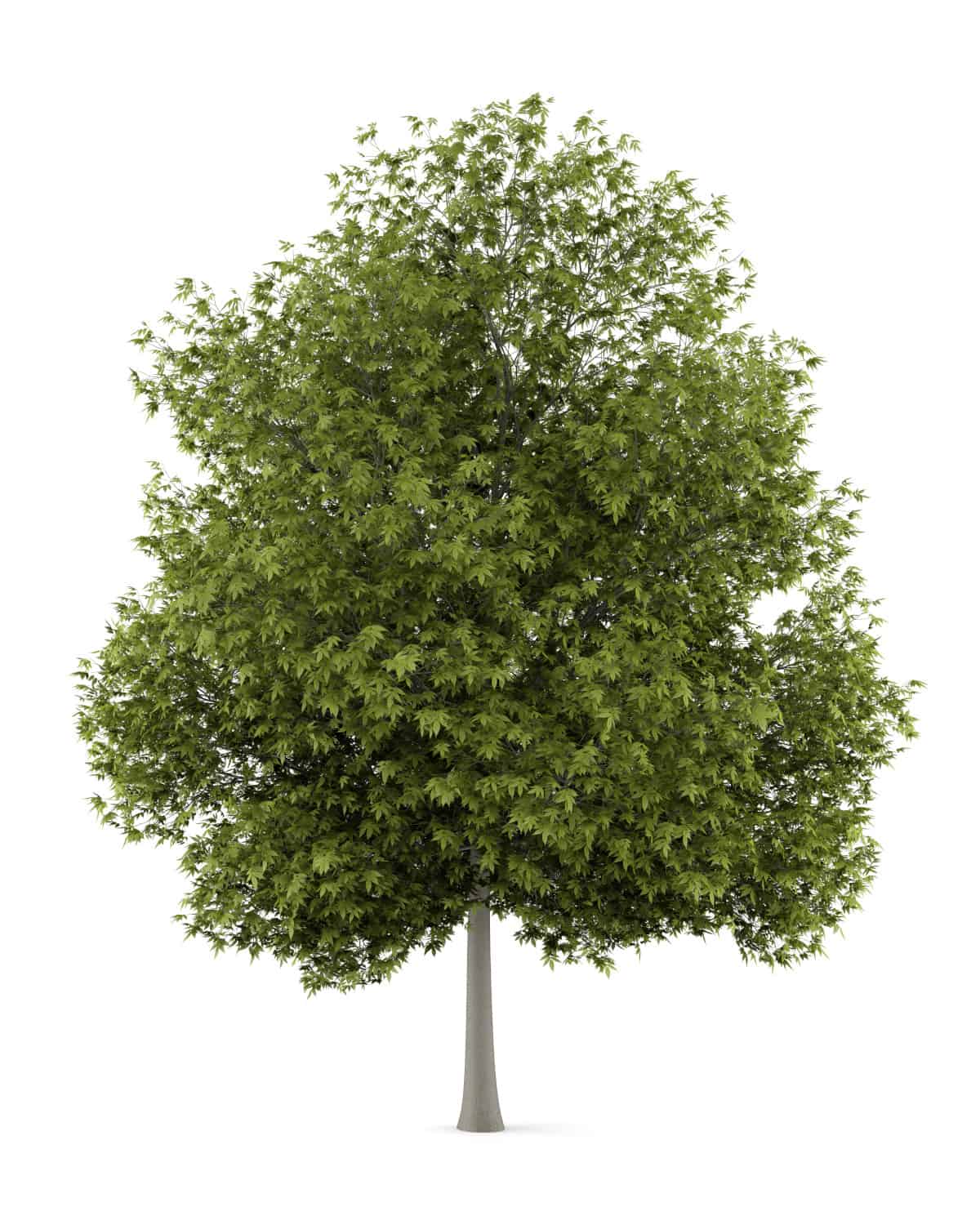 A white ash tree isolated on white