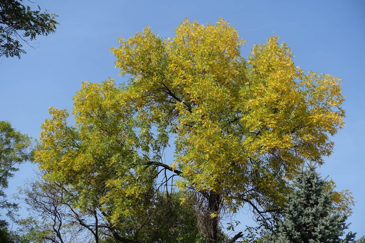 Shot of a green ash tree canopy.