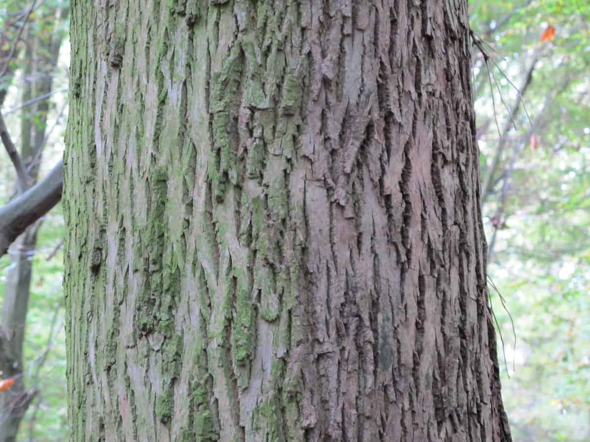 Close up of green ash tree trunk and bark