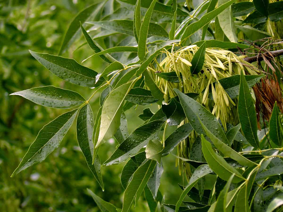 Close up of ash tree leaves and samaras.