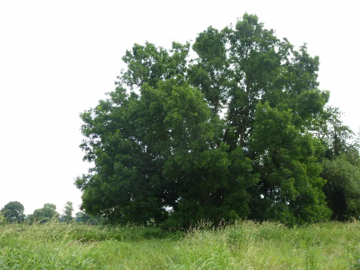 Wide angle view of green ash tree in a field.