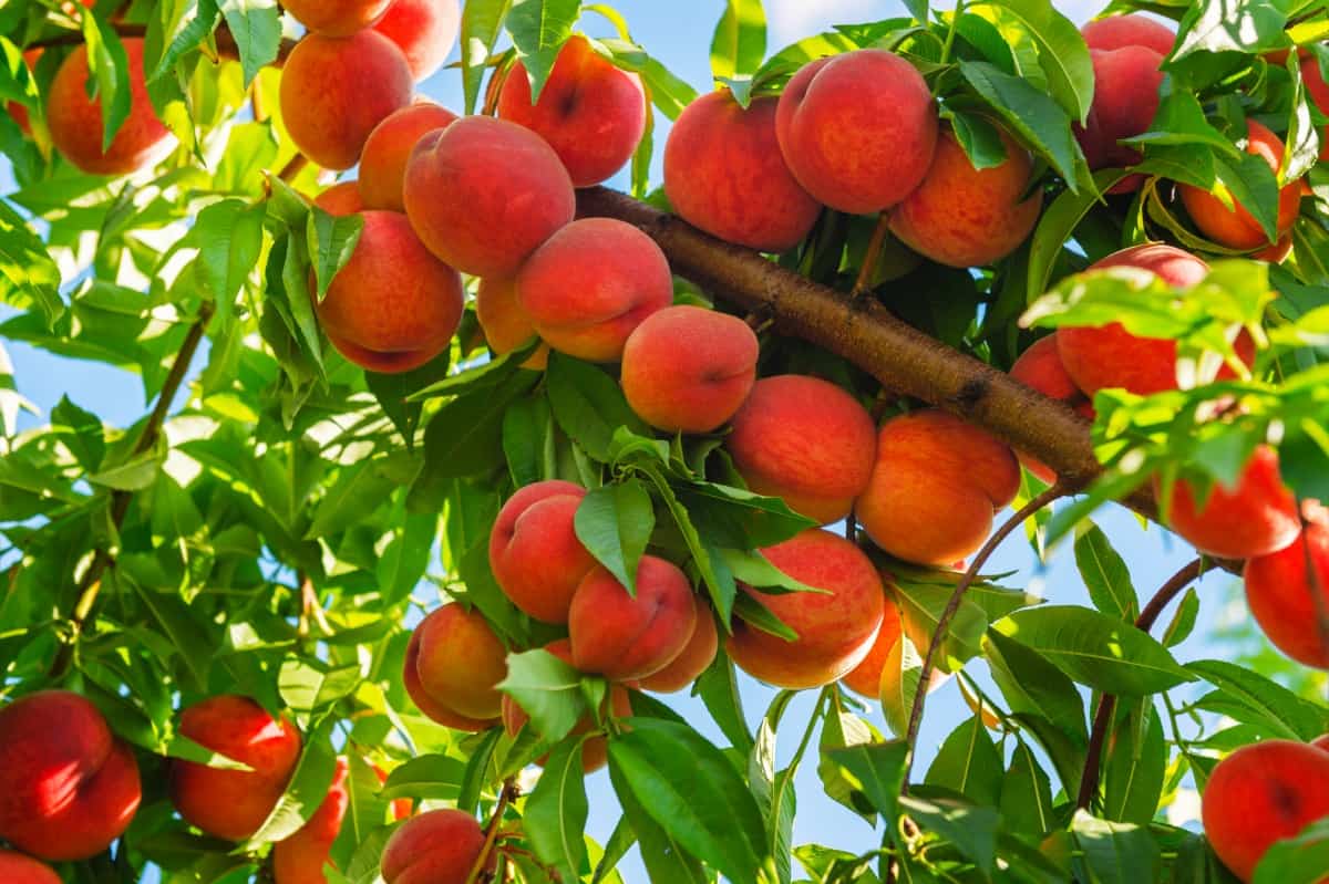 Close up of peach tree foliage and fruit.