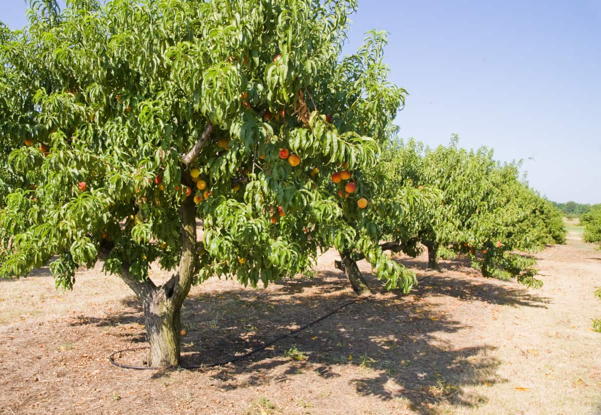 An orchard of fruiting peach trees.