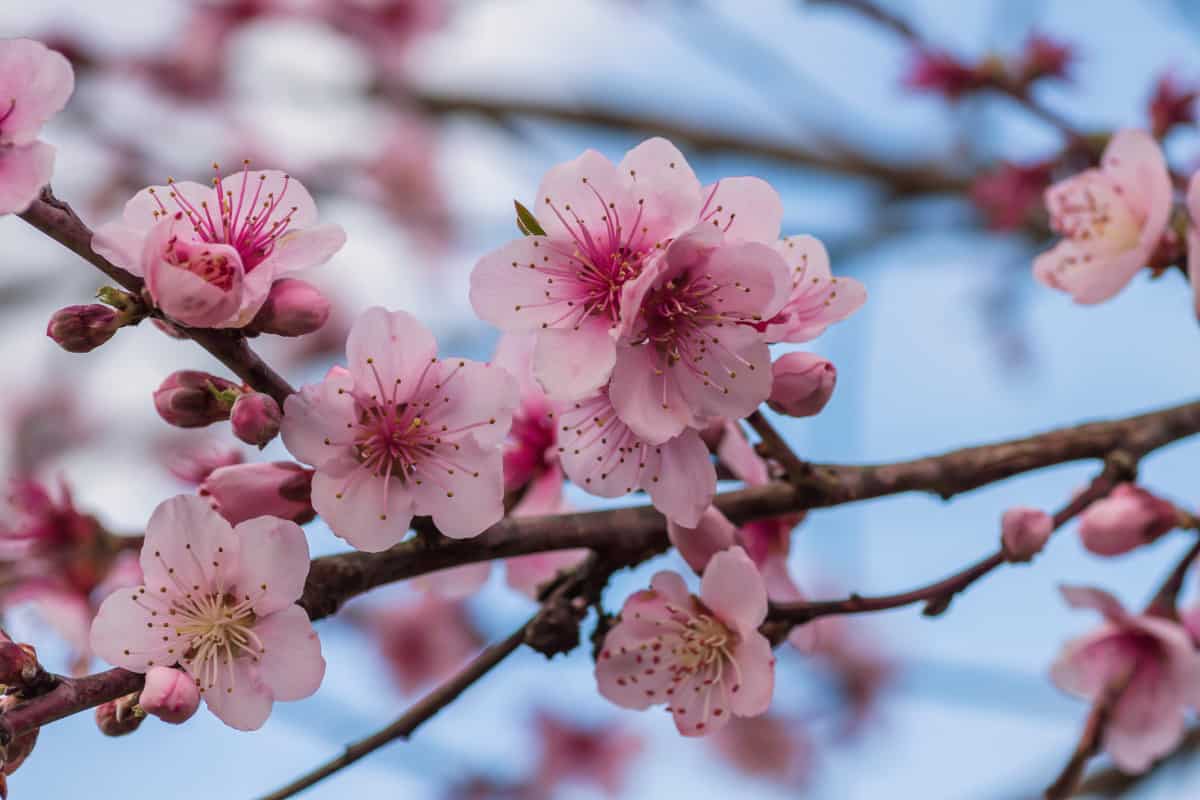 Close up of peach tree blossom.