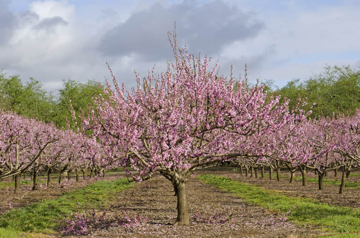 An orchard or grove of peach trees in blossom.