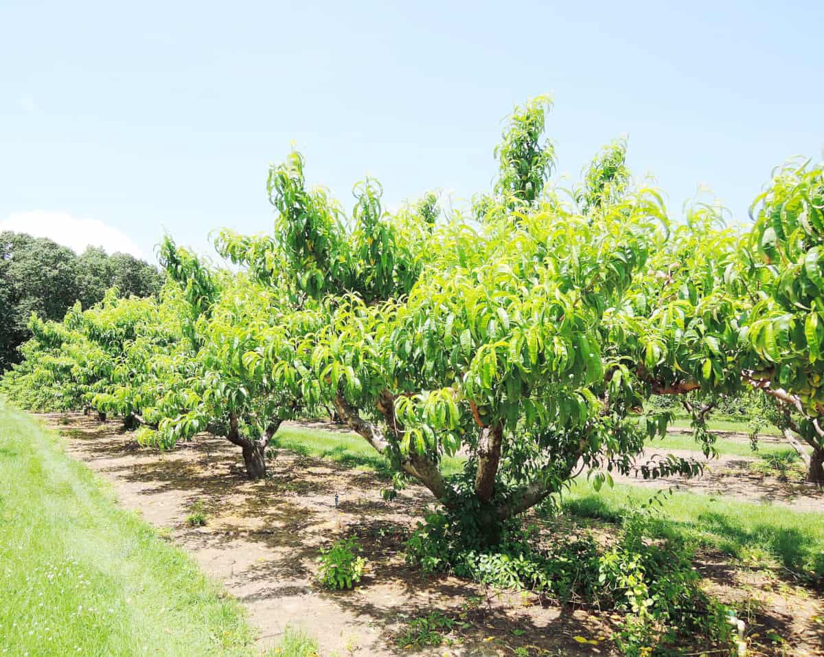 An orchard or grove of peach trees.
