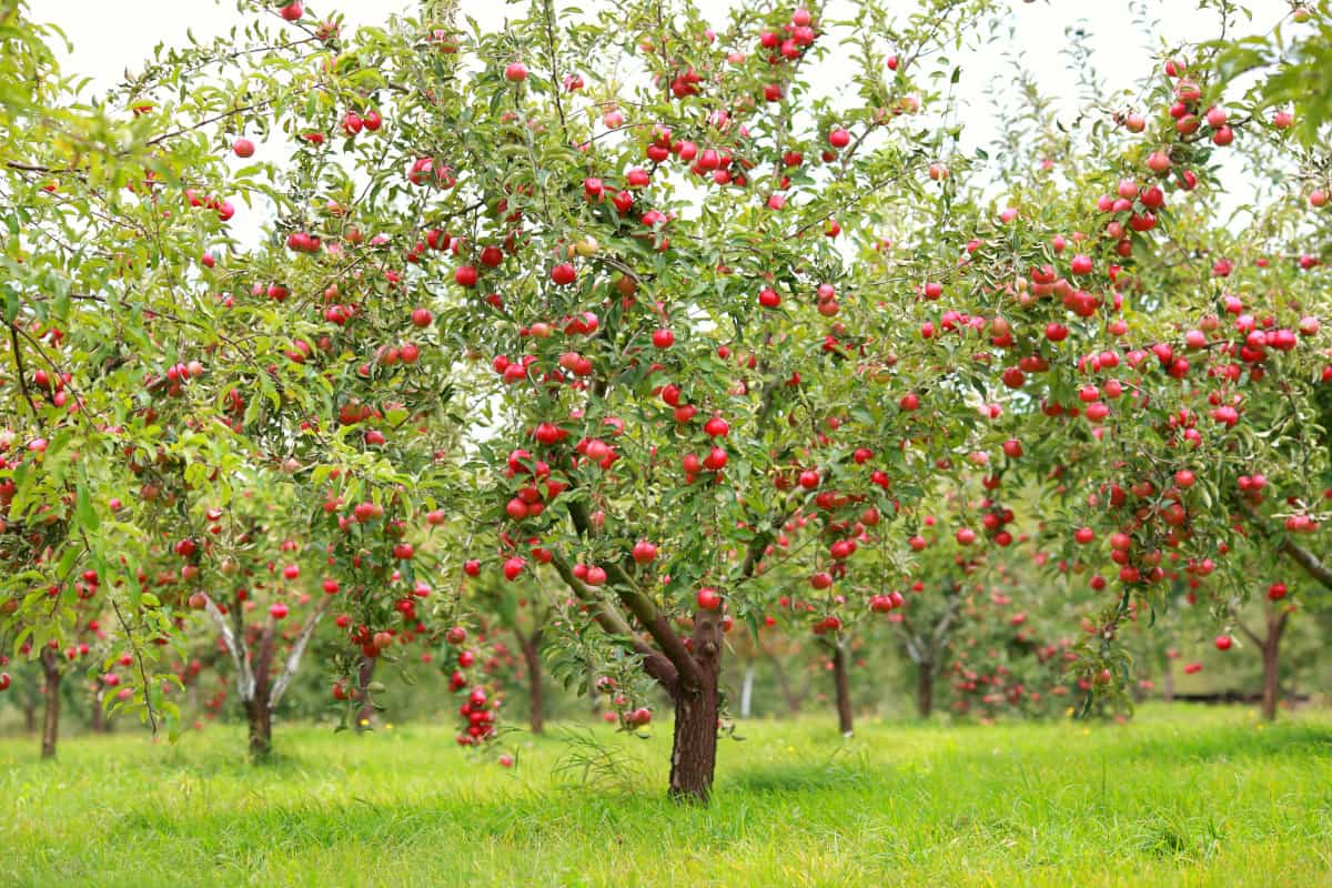 An apple orchard, with the trees holding red apples.