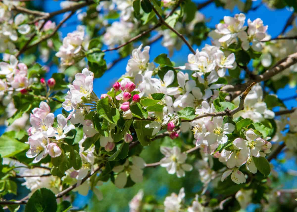 Close up of apple tree blossom.