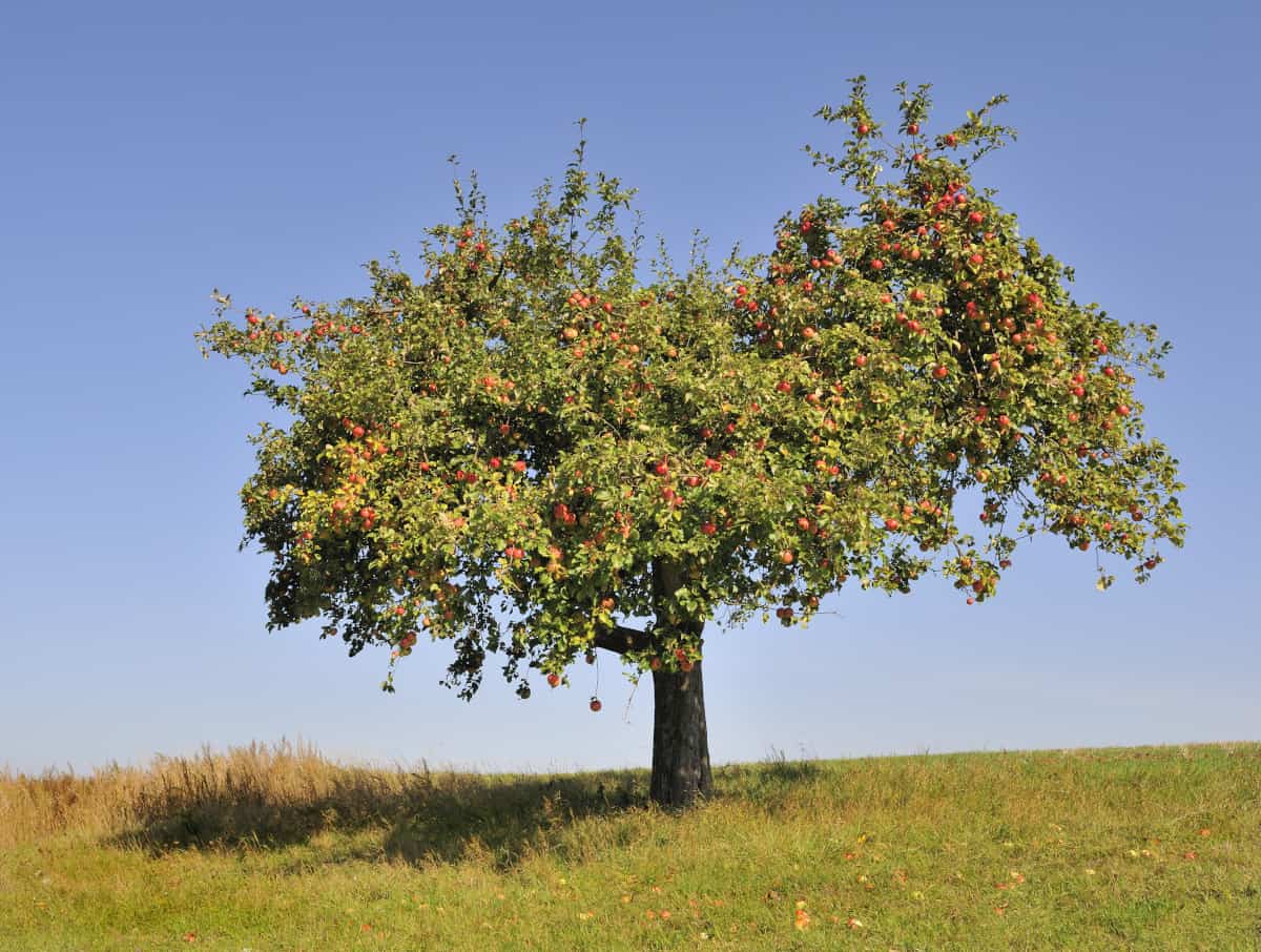 A single apple tree in field, full of fruit