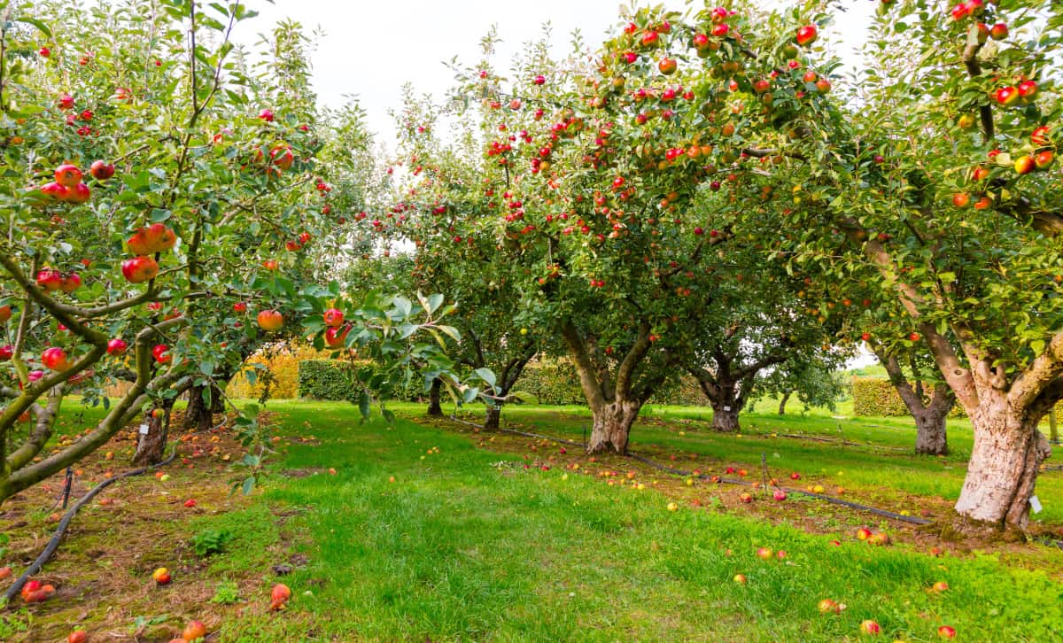 An apple tree orchard, with many trees fruiting