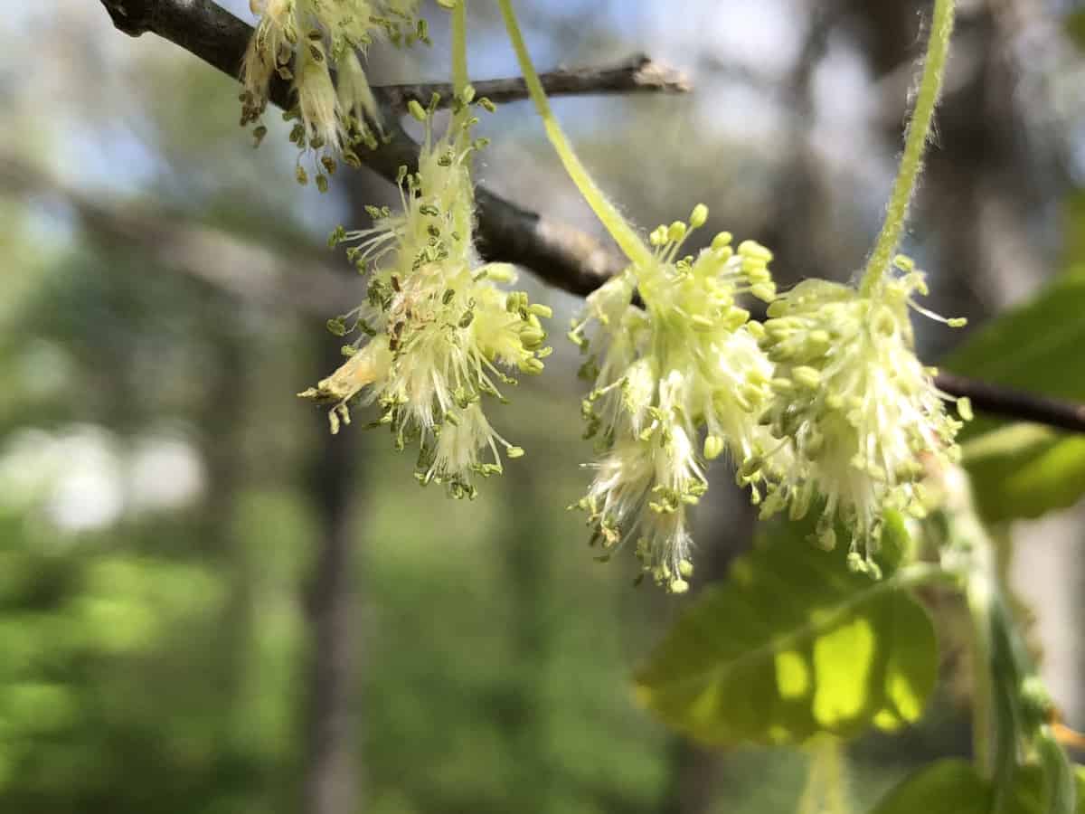 Close up of American beech blossom