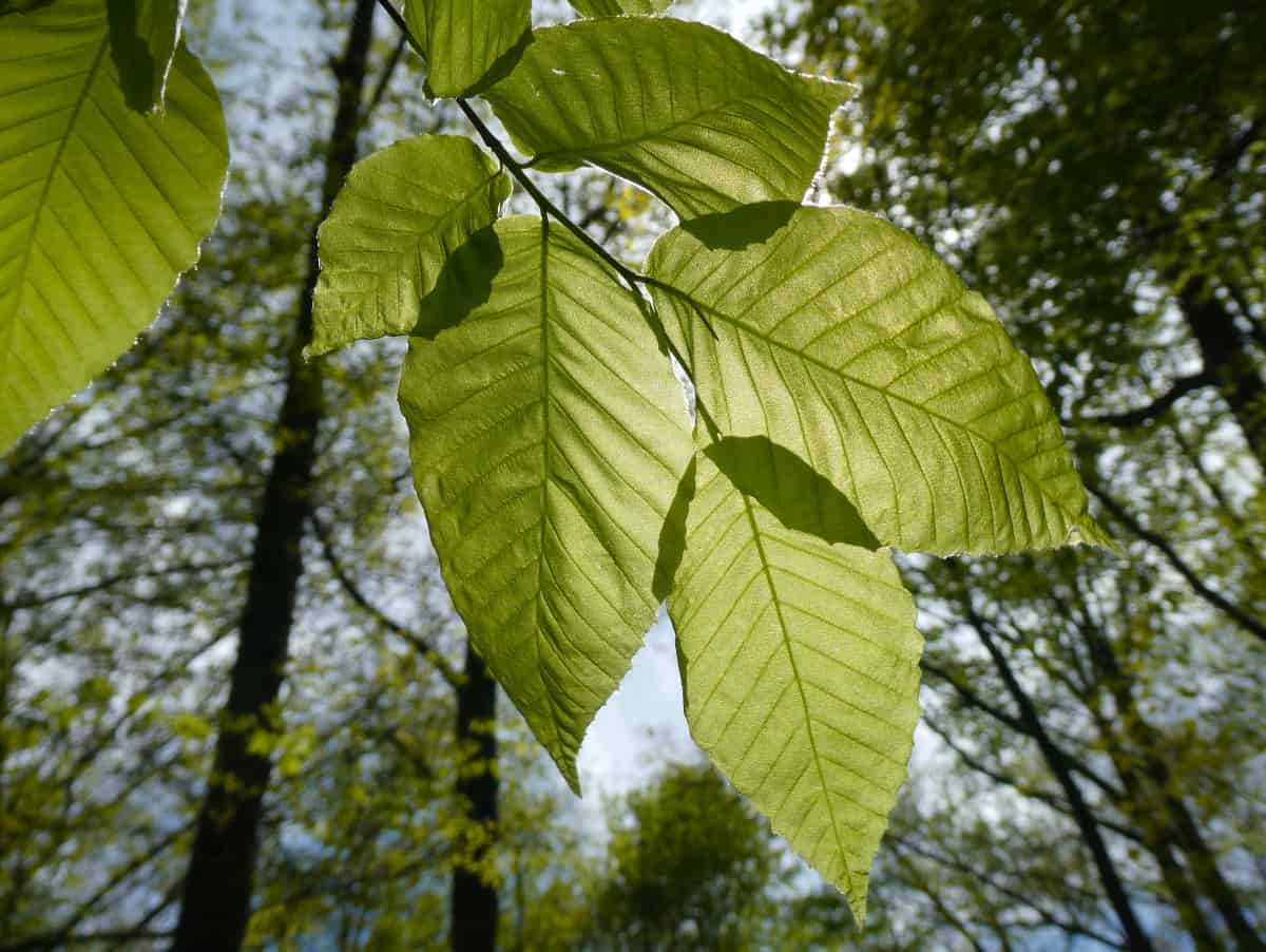 Close up of American beech leaves.
