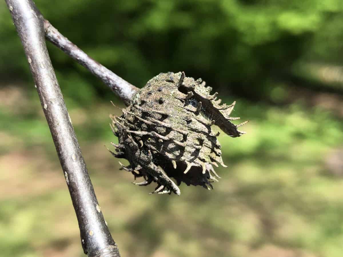 Close up of an American beech nut.