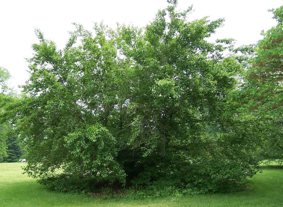 An American Beech Tree.