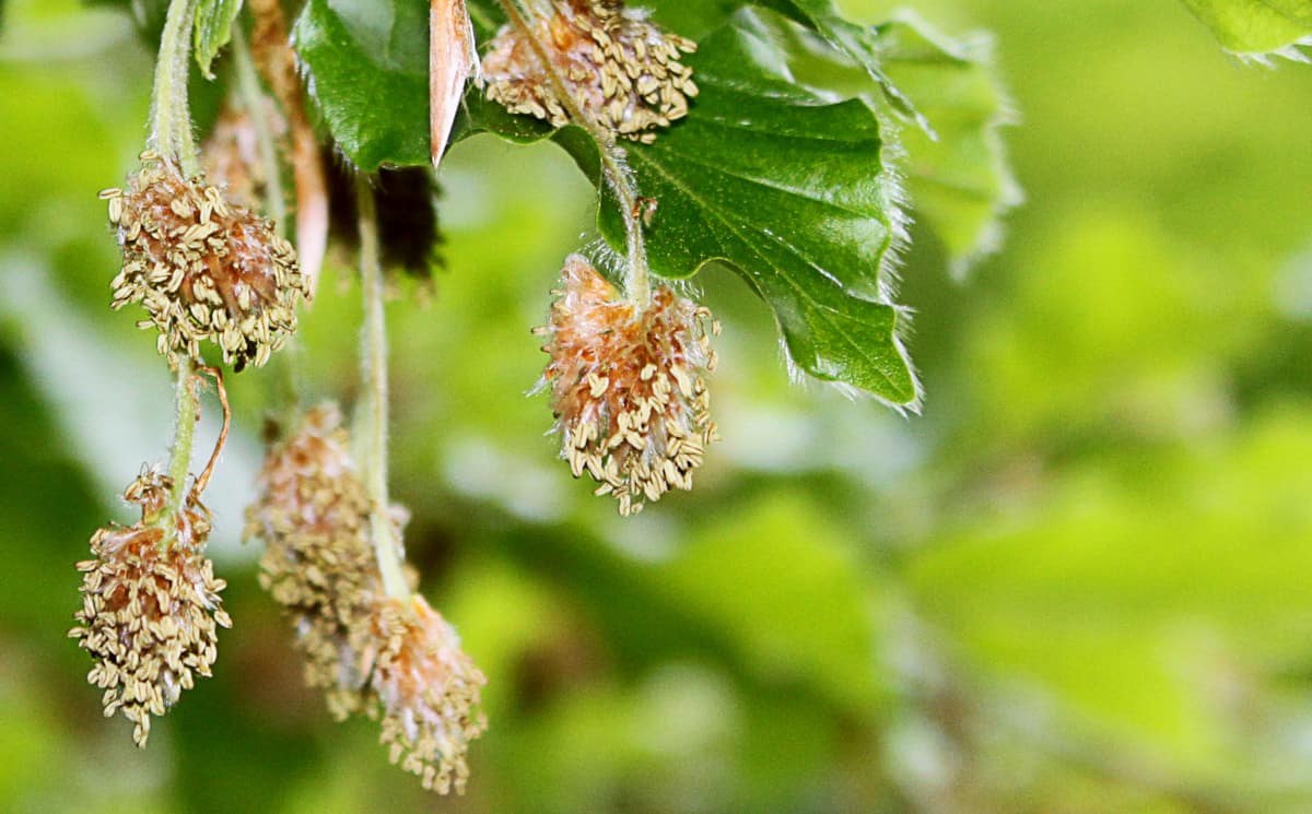 Close up of European beech blossom.