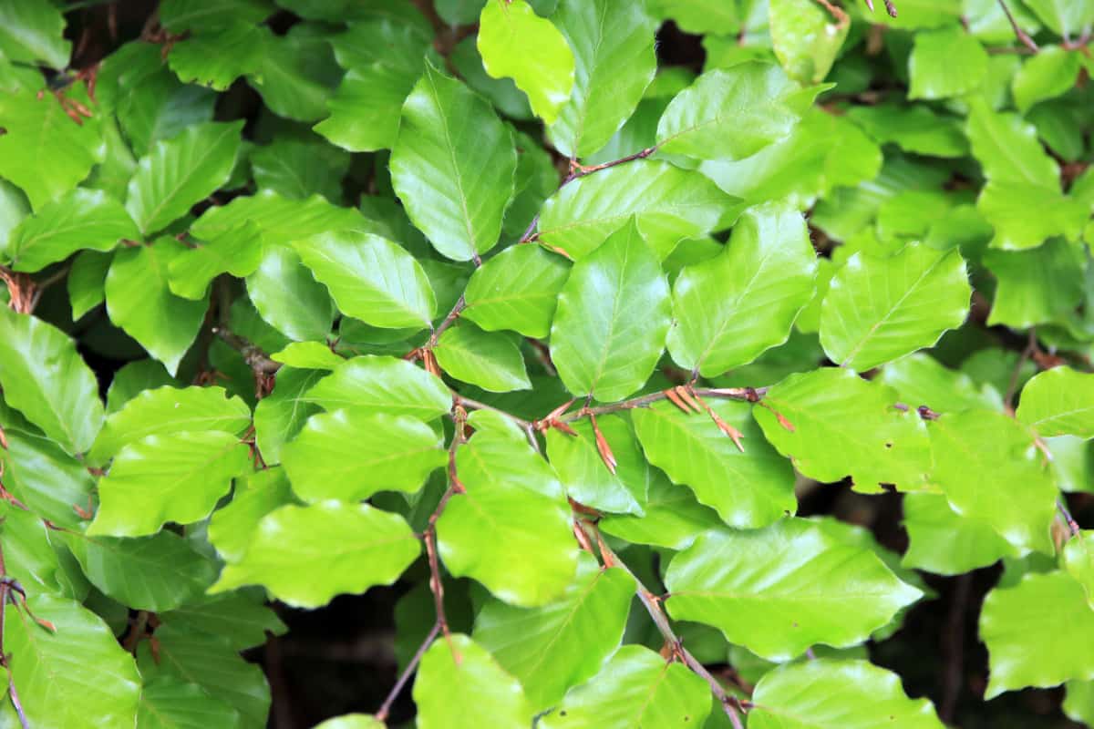 Close up of European beech leaves.