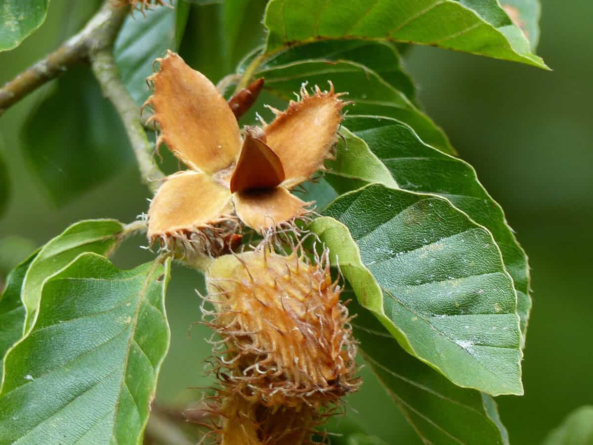 Close up of European beech nuts