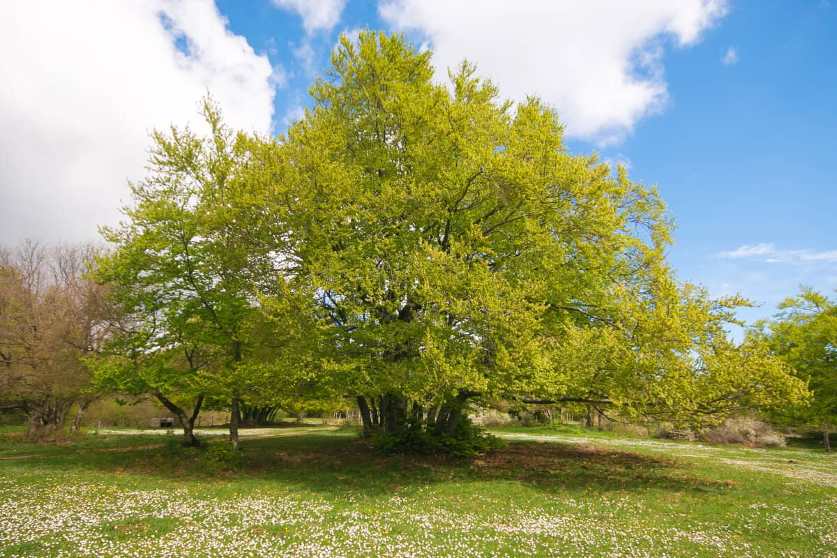 A large, lush green, European beech tree on grass full of daisys.