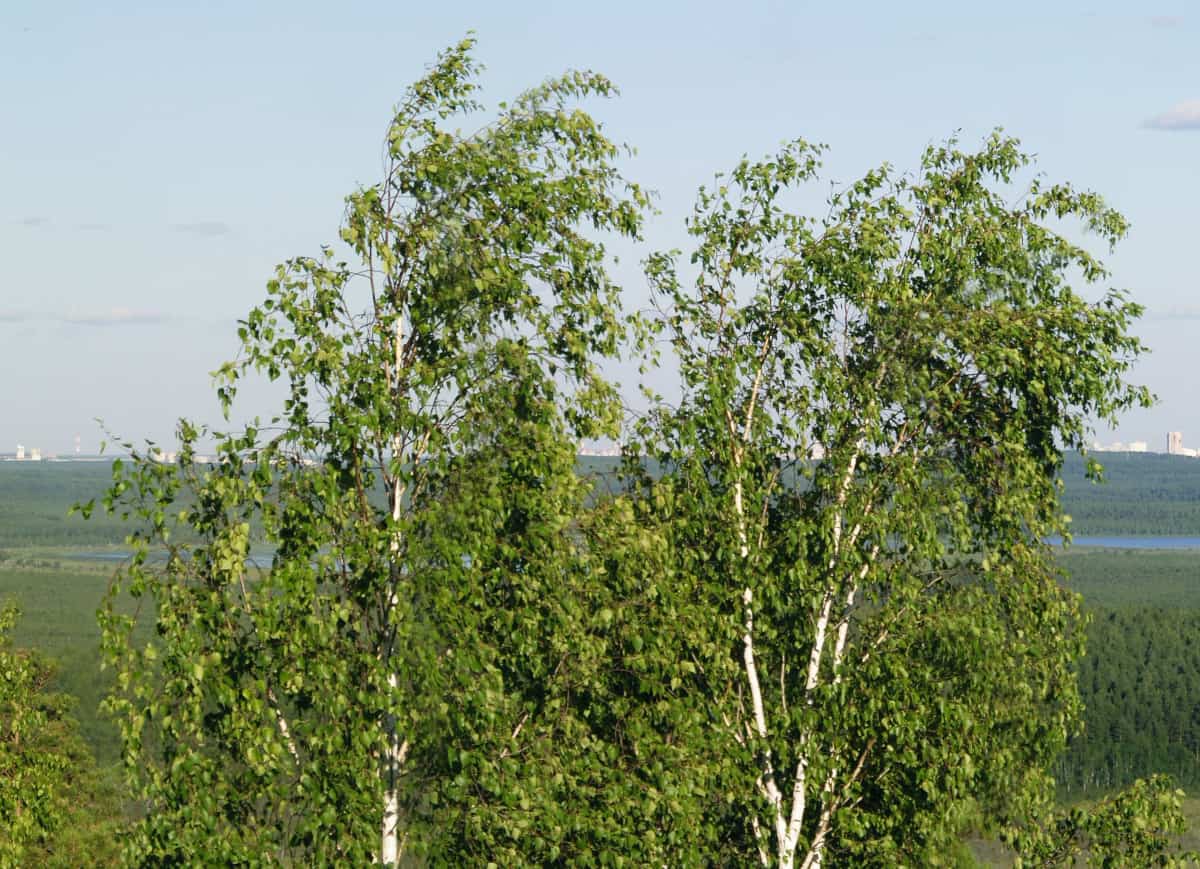 Two silver birch tree canopies.