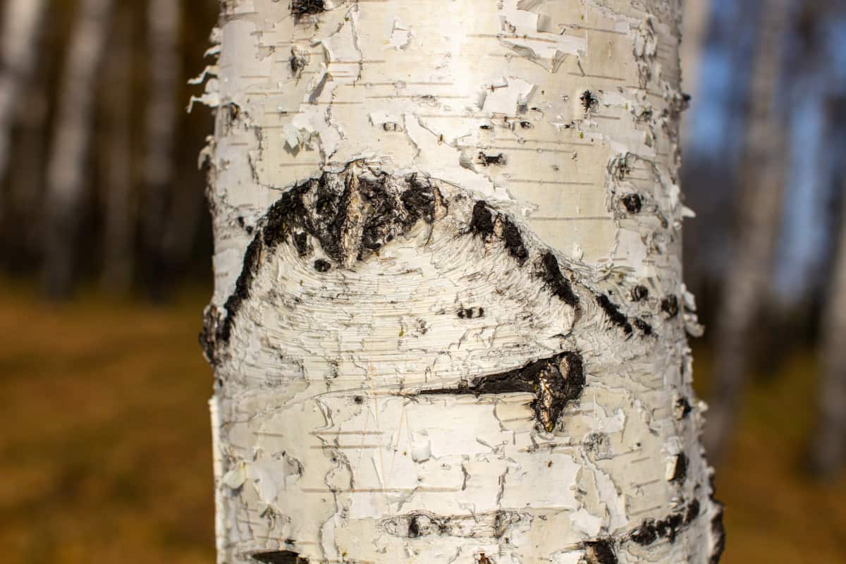 Close up of silver birch tree bark.