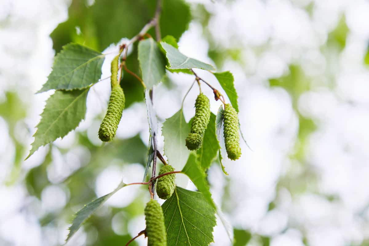 Close up of silver birch catkins.