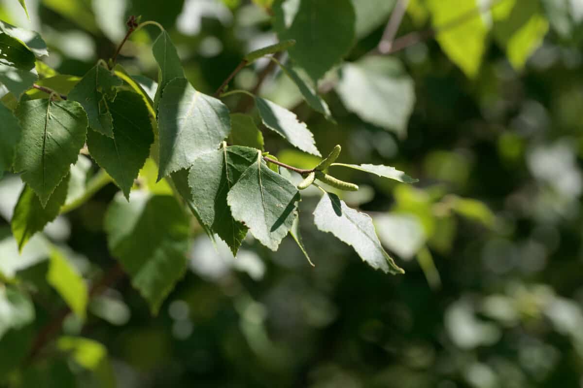 Close up of silver birch tree leaves.