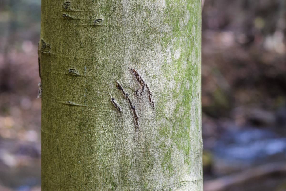 Close up of American beech tree trunk and bark.