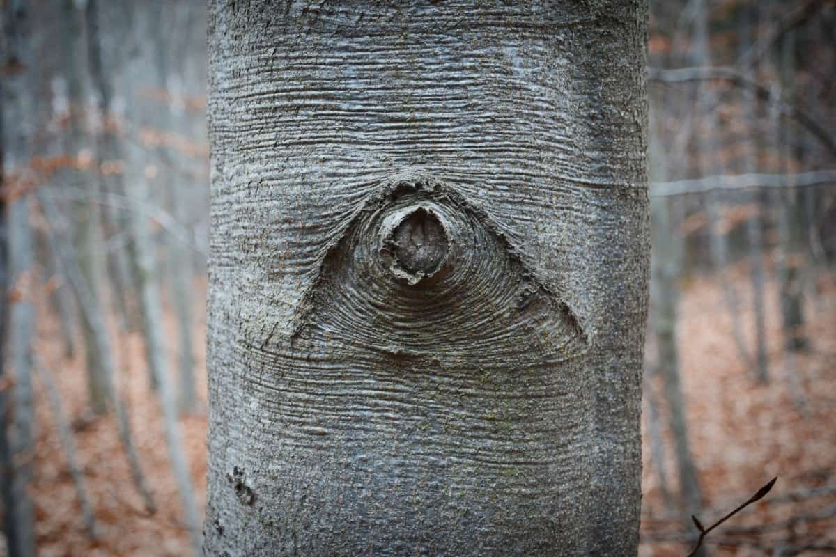 Close up of European beech tree trunk and bark.