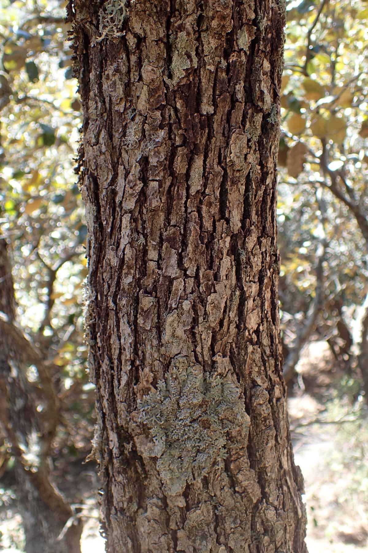 Close up of the trunk and bark of the golden oak tree.