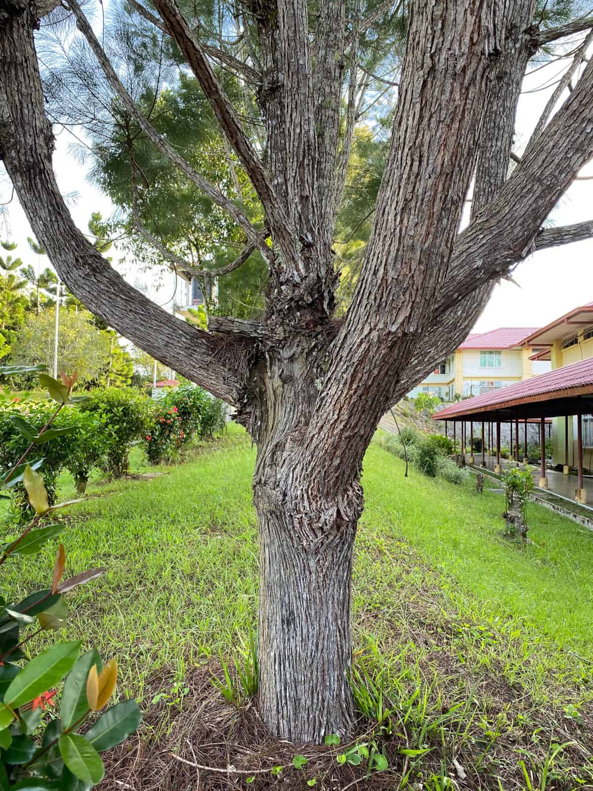 honey mesquite tree trunk and bark.