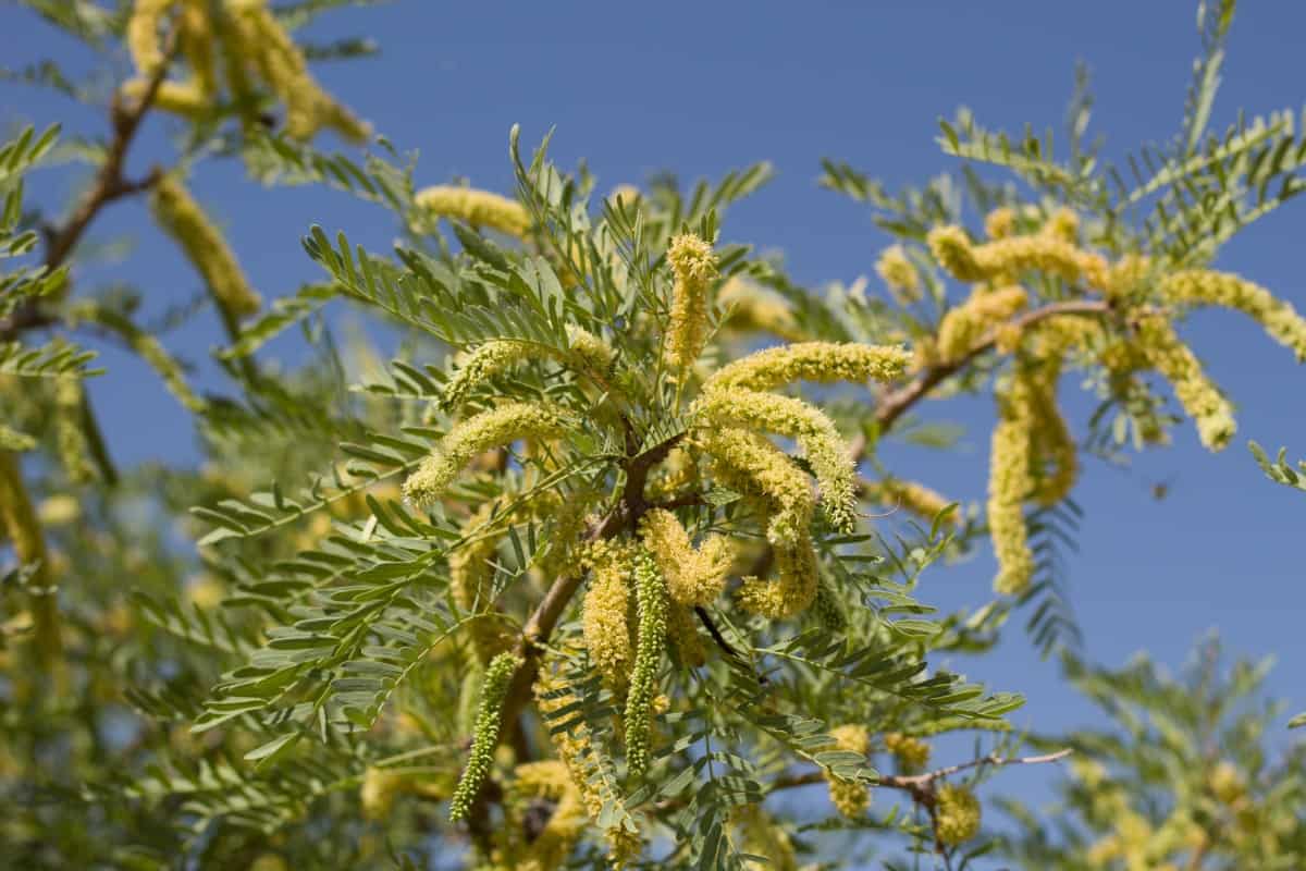 A close up of honey mesquite tree leaves and flowers.