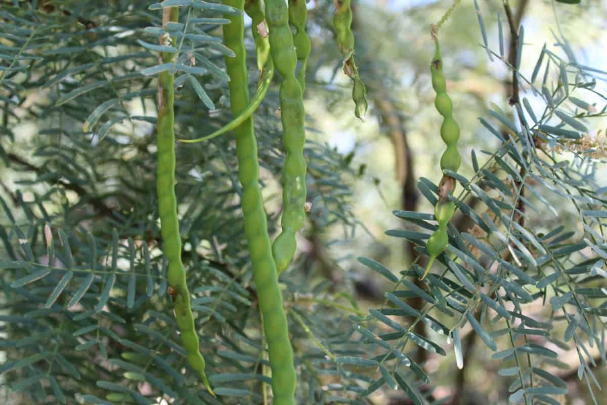 Close up of honey mesquite tree seeds.
