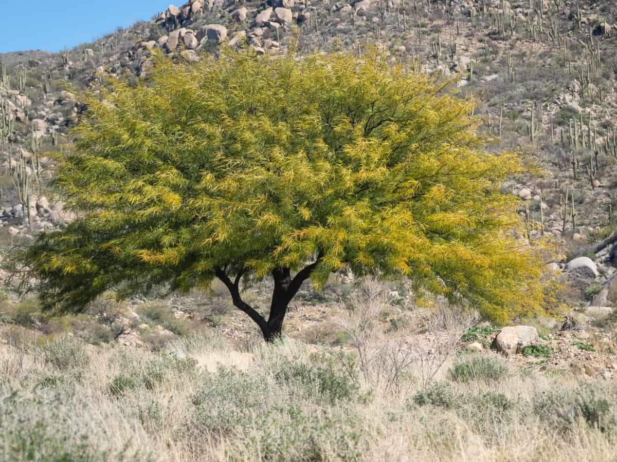 A honey mesquite tree